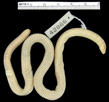 Media type: image; Herpetology R-42866